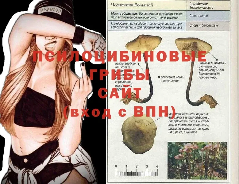 купить наркотик  Краснознаменск  Псилоцибиновые грибы Psilocybine cubensis 